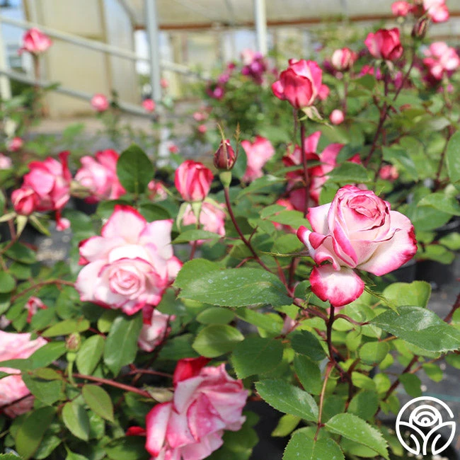 Candy Cane Cocktail™ 18 Candy Cane Cocktail™ - Image 16