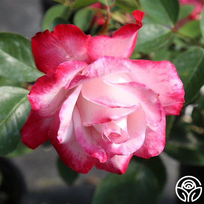 Candy Cane Cocktail™ 9 Candy Cane Cocktail™ - Image 7