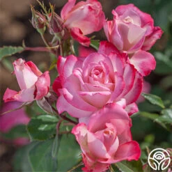 Candy Cane Cocktail™ 23 Candy Cane Cocktail™ -Heirloom Roses candycane cocktail 4