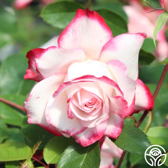 Candy Cane Cocktail™ 12 Candy Cane Cocktail™ - Image 10