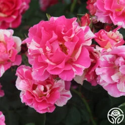 Candy Land 12 Candy Land -Heirloom Roses candyland 2