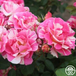 Candy Land 15 Candy Land -Heirloom Roses candyland 3