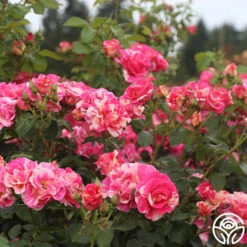 Candy Land 14 Candy Land -Heirloom Roses candyland 4