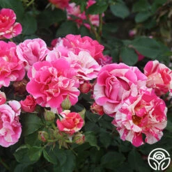 Candy Land 11 Candy Land -Heirloom Roses candyland 5