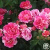 Candy Land 1 Candy Land -Heirloom Roses candyland 6 1