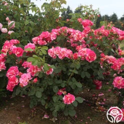 Candy Land 13 Candy Land -Heirloom Roses candyland 7 1