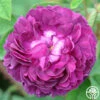 Capitaine John Ingram 1 Capitaine John Ingram -Heirloom Roses capitaine john ingram 1 1 1