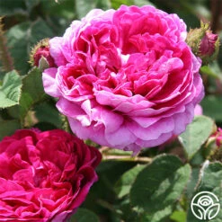 Capitaine John Ingram -Heirloom Roses capitaine john ingram 2 6