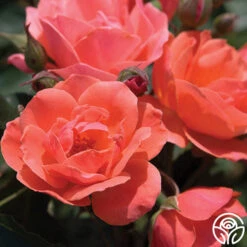 Carefree Celebration 8 Carefree Celebration -Heirloom Roses carefree celebration logo