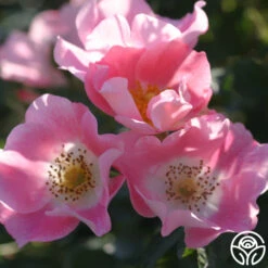 Carefree Delight® 8 Carefree Delight® -Heirloom Roses carefree delight 2 5