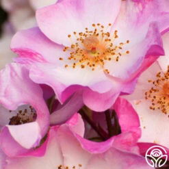 Carefree Delight® 9 Carefree Delight® -Heirloom Roses carefree delight 4 5