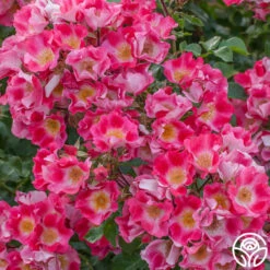 Carefree Spirit 8 Carefree Spirit -Heirloom Roses carefree spirit 3 1