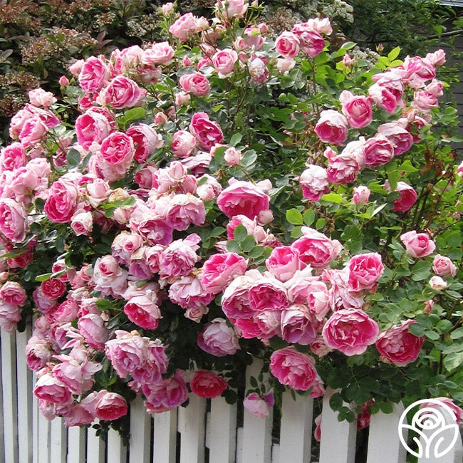 Carefree Wonder™ 4 Carefree Wonder™ - Image 2