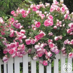 Carefree Wonder™ 13 Carefree Wonder™ -Heirloom Roses carefree wonder 4 8