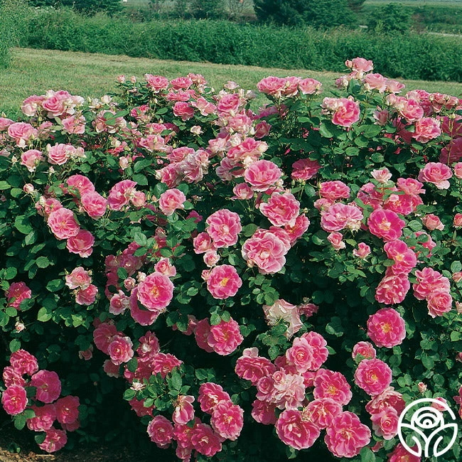 Carefree Wonder™ 6 Carefree Wonder™ - Image 4