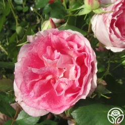 Carefree Wonder™ 12 Carefree Wonder™ -Heirloom Roses carefree wonder 6 1 1