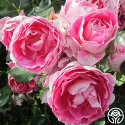 Carefree Wonder™ 10 Carefree Wonder™ -Heirloom Roses carefree wonder 7 1 1