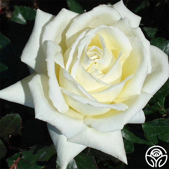 Caroline De Monaco®™ 4 Caroline De Monaco®™ - Image 2