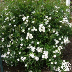 Cassie 15 Cassie -Heirloom Roses cassie 2 1