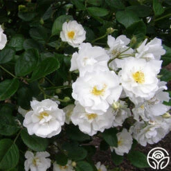 Cassie 14 Cassie -Heirloom Roses cassie 3 2