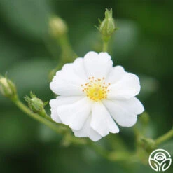 Cassie 13 Cassie -Heirloom Roses cassie 5 2