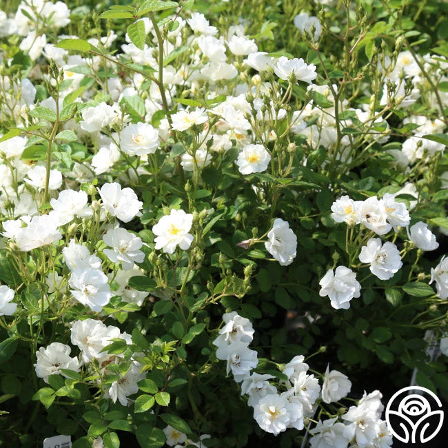 Cassie 6 Cassie - Image 4