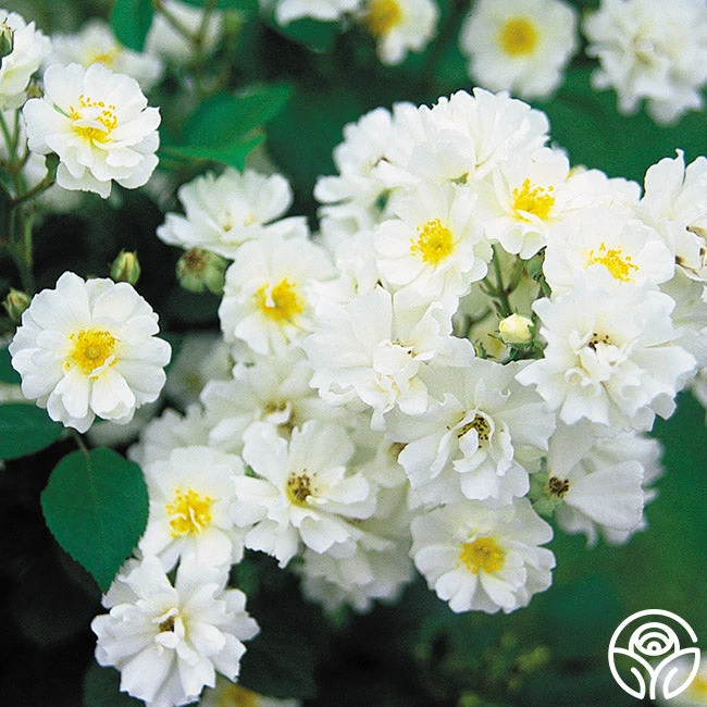 Cassie 5 Cassie - Image 3