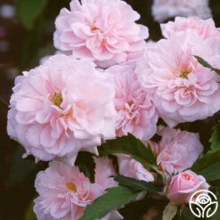 Cécile Brünner™ -Heirloom Roses cecile brunner 1