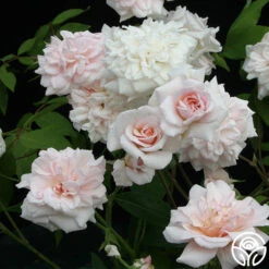 Heirloom Roses -Heirloom Roses cecile brunner 2