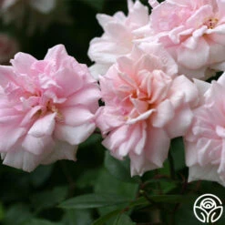 Cécile Brünner™ -Heirloom Roses cecile brunner 3