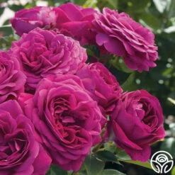 Celestial Night™ -Heirloom Roses celestial night 3