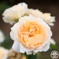 Celtic Pride™ 11 Celtic Pride™ -Heirloom Roses celtic pride 11