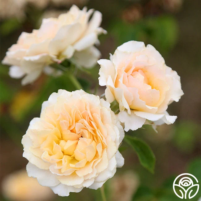 Celtic Pride™ 3 Celtic Pride™