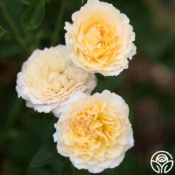 Celtic Pride™ 13 Celtic Pride™ -Heirloom Roses celtic pride 13