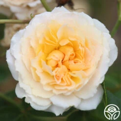 Celtic Pride™ 12 Celtic Pride™ -Heirloom Roses celtic pride 14