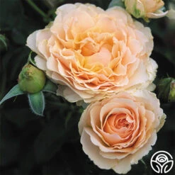 Celtic Pride™ 10 Celtic Pride™ -Heirloom Roses celtic pride 3 7