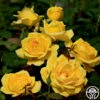 Ch-Ching! -Heirloom Roses ch ching 1 8