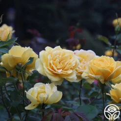 Ch-Ching! -Heirloom Roses ch ching 3 8