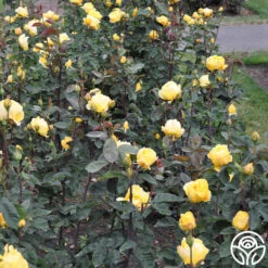 Ch-Ching! -Heirloom Roses ch ching 7