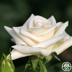 Champagne -Heirloom Roses champagne 3 2 1