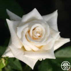 Champagne -Heirloom Roses champagne 4 5