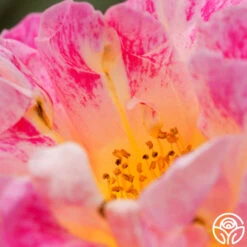 Champagne Cocktail 20 Champagne Cocktail -Heirloom Roses champagne cocktail 4