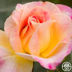 Champagne Cocktail 16 Champagne Cocktail -Heirloom Roses champagne cocktail 5