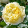 Charles Darwin® 2 Charles Darwin® -Heirloom Roses charles darwin 3 6