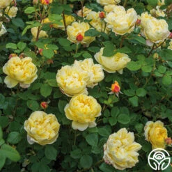 Charles Darwin® 10 Charles Darwin® -Heirloom Roses charles darwin 5 1
