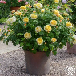 Charles Darwin® 8 Charles Darwin® -Heirloom Roses charles darwin 6