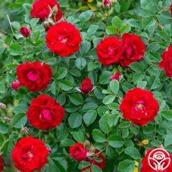 Cherry Frost™ -Heirloom Roses cherry frost 2 1