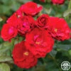Cherry Frost™ -Heirloom Roses cherry frost 3 1