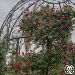 Cherry Garland™ -Heirloom Roses cherry garland logo 02