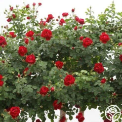 Cherry Garland™ -Heirloom Roses cherry garland logo 03